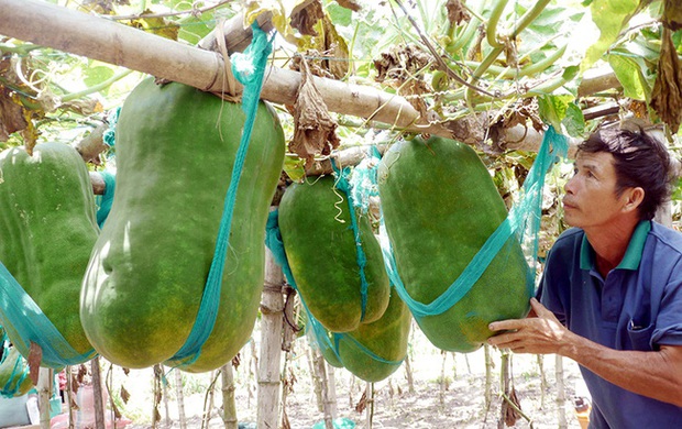 Anh chàng khoe trái bí đao “khủng long” nặng 50kg, dân mạng phán ngay kỷ lục Việt Nam nhưng sự thật khiến ai cũng bất ngờ - Ảnh 3.