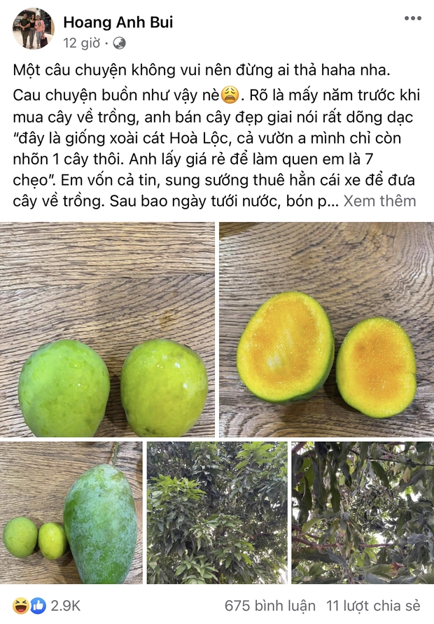 Mua cây xoài giá 7 triệu về nhà trồng, tới lúc thu hoạch, cô gái méo mặt vì toàn được quả size thiếu nhi: Nhìn mãi chẳng biết đây là xoài gì? - Ảnh 1. Mua cây xoài giá 7 triệu về nhà trồng, tới lúc thu hoạch, cô gái méo mặt vì toàn được quả size thiếu nhi: Nhìn mãi chẳng biết đây là xoài gì? - Ảnh 1.
