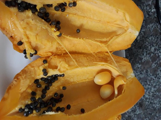 Cô gái tá hoả vì thấy 2 trái đu đủ “mang thai”, thứ bên trong khi bổ ra khiến dân mạng hết sức hoài nghi - Ảnh 2.