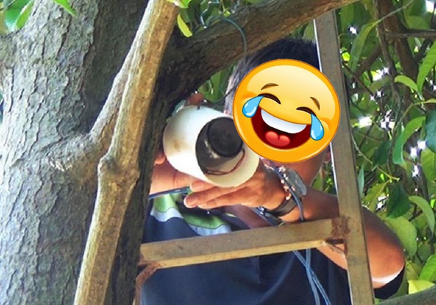 Đau đầu với cảnh xoài chưa chín đã bị thu hoạch hộ, gia chủ tung chiêu cuối chống lại nạn xoài tặc, thật là nể ai nghĩ ra cách này! - Ảnh 5. Đau đầu với cảnh xoài chưa chín đã bị thu hoạch hộ, gia chủ tung chiêu cuối chống lại nạn xoài tặc, thật là nể ai nghĩ ra cách này! - Ảnh 5.