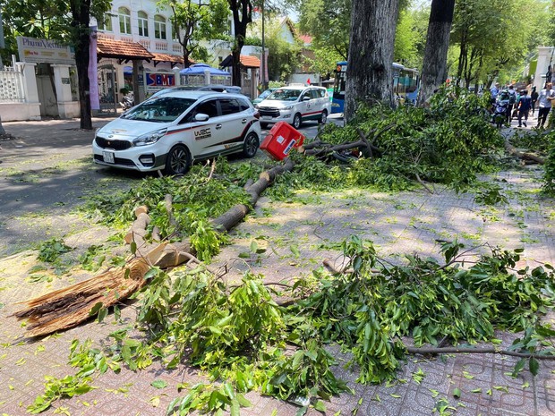 Rùng mình nhánh cây khủng rơi đè bẹp xe máy giao hàng Shopee ở trung tâm Sài Gòn - Ảnh 2.