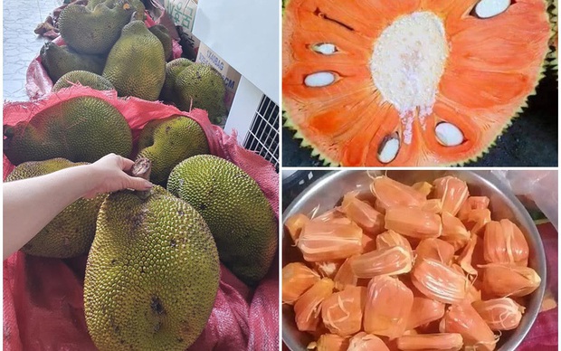 Hưng Vlog khoe cây mít ruột đỏ ở nhà, dân mạng cứ tưởng lại là trò trêu bà Tân nhưng sự thật bất ngờ thế này - Ảnh 5. Hưng Vlog khoe cây mít ruột đỏ ở nhà, dân mạng cứ tưởng lại là trò trêu bà Tân nhưng sự thật bất ngờ thế này - Ảnh 5.