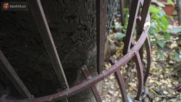 Sau rét nàng Bân, người dân lại được chiêm ngưỡng cây hoa bún bảo vật độc nhất vô nhị toả hương khoe sắc giữa lòng Hà Nội - Ảnh 8.