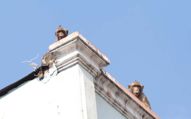 Chuẩn bị đưa đàn khỉ vừa bắt được trong khu dân cư Sài Gòn về rừng tự nhiên - Ảnh 1. Chuẩn bị đưa đàn khỉ vừa bắt được trong khu dân cư Sài Gòn về rừng tự nhiên - Ảnh 1.