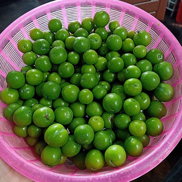 Chồng mua mận đem về, cô vợ nhìn xong thở dài thườn thượt: Vui nhất là bà bán hàng vì dụ được “con lừa” - Ảnh 1. Chồng mua mận đem về, cô vợ nhìn xong thở dài thườn thượt: Vui nhất là bà bán hàng vì dụ được “con lừa” - Ảnh 1.