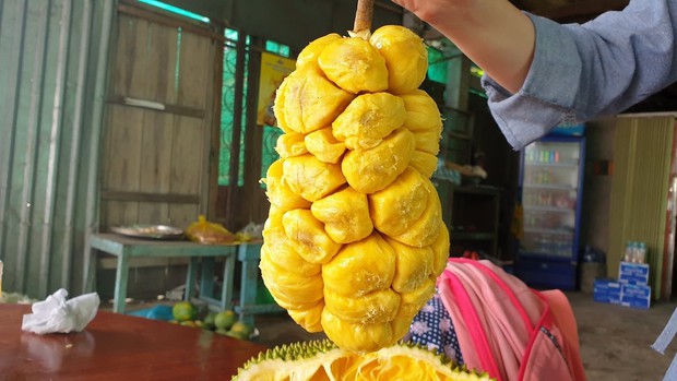 31 năm cuộc đời lần đầu tiên mua mít tố nữ, cô gái về nhà xẻ ra ăn liền sốc nặng vì lý do này - Ảnh 5. 31 năm cuộc đời lần đầu tiên mua mít tố nữ, cô gái về nhà xẻ ra ăn liền sốc nặng vì lý do này - Ảnh 5.