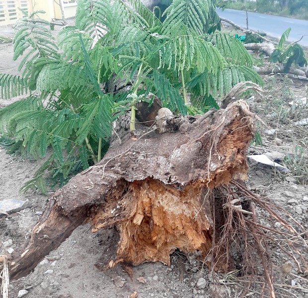 Cây phượng bật gốc đè chết nữ điều dưỡng ở Sóc Trăng - Ảnh 2. Cây phượng bật gốc đè chết nữ điều dưỡng ở Sóc Trăng - Ảnh 2.