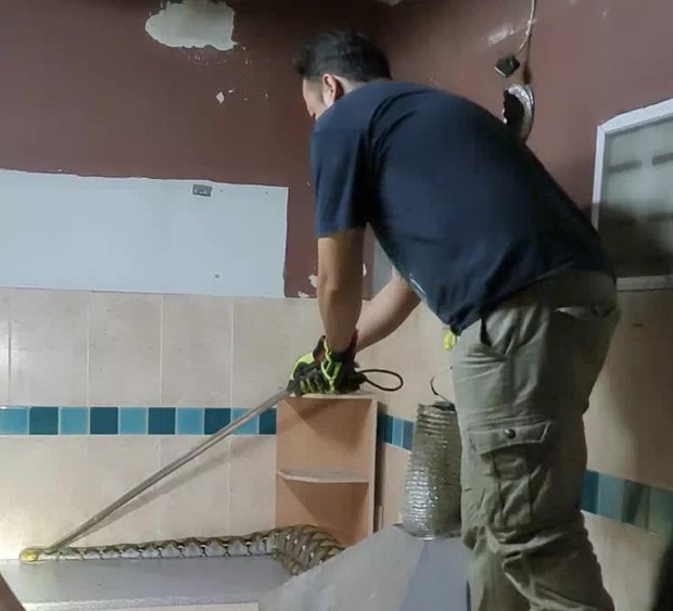 Phát hiện rắn hoang bò vào phòng, chủ nhà khóc ngất khi thấy phần bụng rắn phình ra ở giữa và thảm cảnh thương tâm tột độ - Ảnh 3. Phát hiện rắn hoang bò vào phòng, chủ nhà khóc ngất khi thấy phần bụng rắn phình ra ở giữa và thảm cảnh thương tâm tột độ - Ảnh 3.