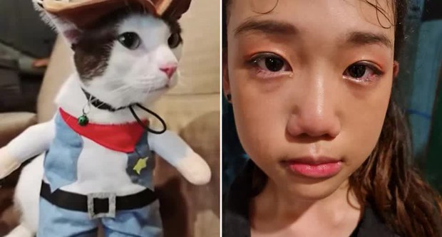 Phát hiện rắn hoang bò vào phòng, chủ nhà khóc ngất khi thấy phần bụng rắn phình ra ở giữa và thảm cảnh thương tâm tột độ - Ảnh 2. Phát hiện rắn hoang bò vào phòng, chủ nhà khóc ngất khi thấy phần bụng rắn phình ra ở giữa và thảm cảnh thương tâm tột độ - Ảnh 2.
