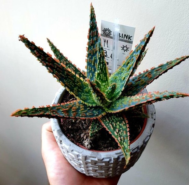 15 cây lọc không khí cực hiệu quả, nhà có người bị dị ứng càng nên trồng - Ảnh 8. 15 cây lọc không khí cực hiệu quả, nhà có người bị dị ứng càng nên trồng - Ảnh 8.