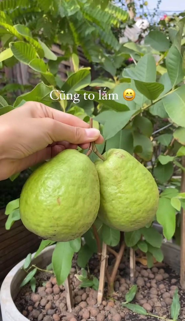Cây ổi nhà Hà Tăng chỉ cao hơn đầu gối đã cho ra trái cực bự, dân mạng tưởng “đột biến” nhưng sự thật lại khác thế này - Ảnh 3. Cây ổi nhà Hà Tăng chỉ cao hơn đầu gối đã cho ra trái cực bự, dân mạng tưởng “đột biến” nhưng sự thật lại khác thế này - Ảnh 3.