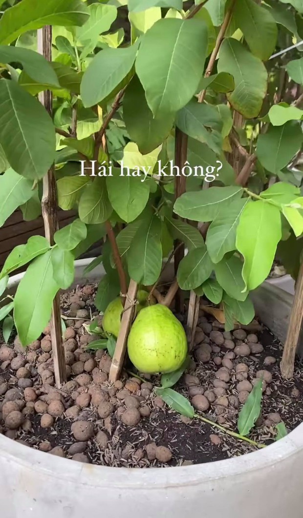 Cây ổi nhà Hà Tăng chỉ cao hơn đầu gối đã cho ra trái cực bự, dân mạng tưởng “đột biến” nhưng sự thật lại khác thế này - Ảnh 5. Cây ổi nhà Hà Tăng chỉ cao hơn đầu gối đã cho ra trái cực bự, dân mạng tưởng “đột biến” nhưng sự thật lại khác thế này - Ảnh 5.
