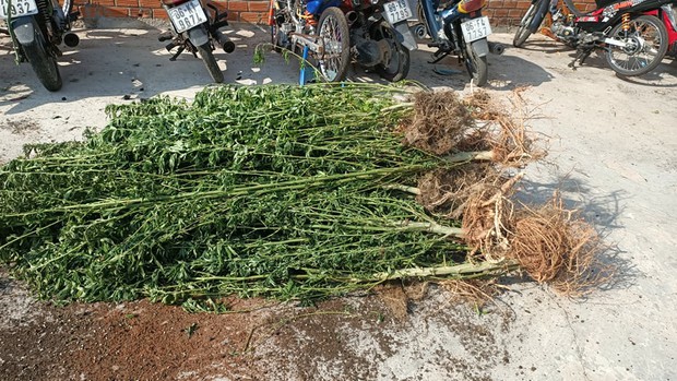  Phát hiện một người nước ngoài trồng hơn 400 cây cần sa - Ảnh 2.