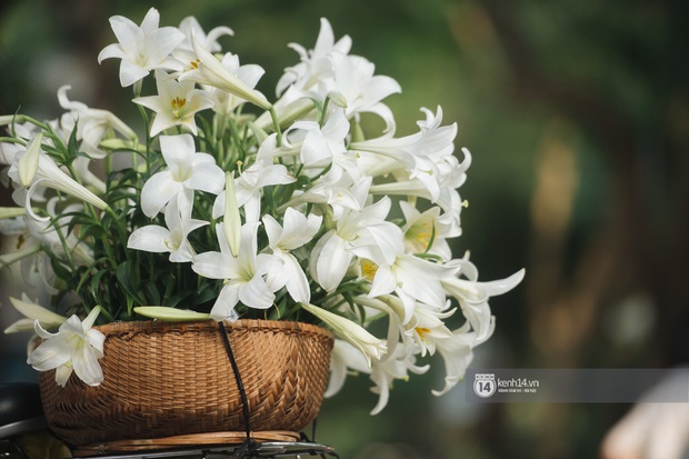 Hà Nội những ngày tháng 4, đi đâu cũng thấy bóng dáng loài hoa mỏng manh, tinh khôi và trong veo - Ảnh 3.