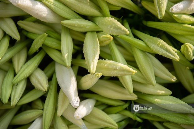 Hà Nội những ngày tháng 4, đi đâu cũng thấy bóng dáng loài hoa mỏng manh, tinh khôi và trong veo - Ảnh 5.