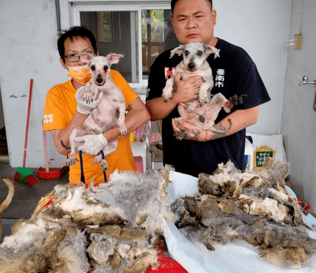 Hai chú chó đáng thương nằm bất động trên đường, trông như giẻ lau nhưng rồi gây ngỡ ngàng với màn lột xác ngoạn mục sau đó - Ảnh 5. Hai chú chó đáng thương nằm bất động trên đường, trông như giẻ lau nhưng rồi gây ngỡ ngàng với màn lột xác ngoạn mục sau đó - Ảnh 5.