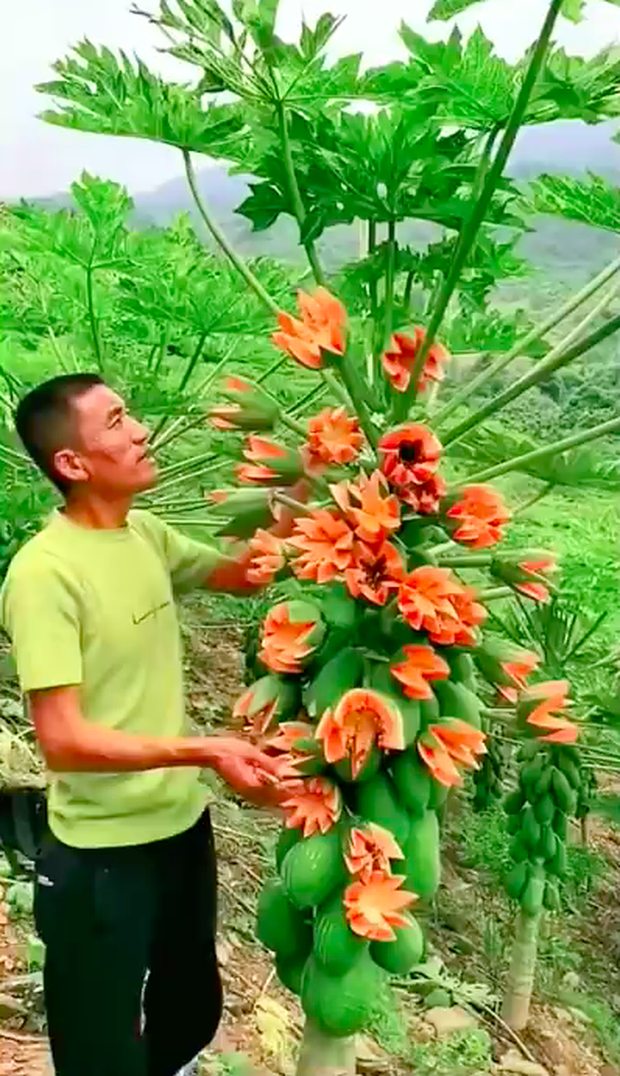 Anh nông dân khoe giống “đu đủ sữa” ra trái phủ kín cây, quay clip cắt thử thì bị dân tình bóc mẽ ngay ở điểm này - Ảnh 2. Anh nông dân khoe giống “đu đủ sữa” ra trái phủ kín cây, quay clip cắt thử thì bị dân tình bóc mẽ ngay ở điểm này - Ảnh 2.