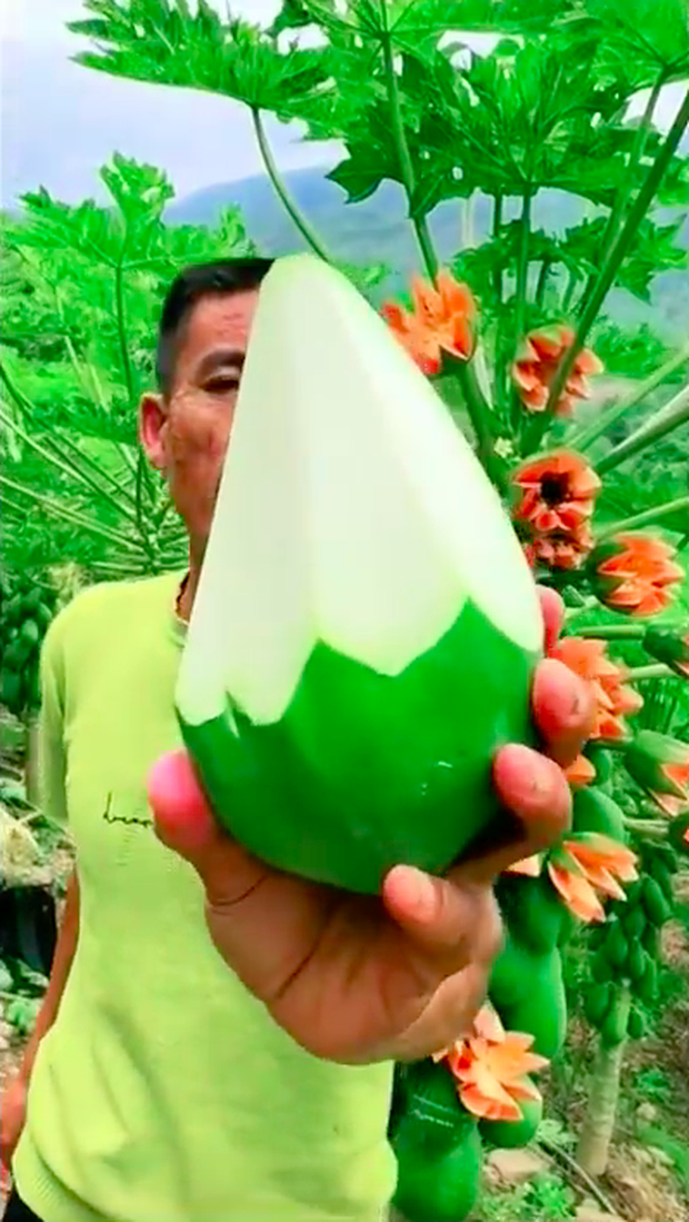 Anh nông dân khoe giống “đu đủ sữa” ra trái phủ kín cây, quay clip cắt thử thì bị dân tình bóc mẽ ngay ở điểm này - Ảnh 5. Anh nông dân khoe giống “đu đủ sữa” ra trái phủ kín cây, quay clip cắt thử thì bị dân tình bóc mẽ ngay ở điểm này - Ảnh 5.