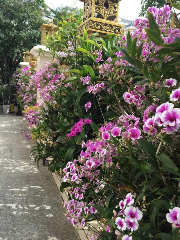 Trầm trồ chiếc hàng rào có hoa lan bung nở rực rỡ, dân mạng mải miết ghen tị vì gia chủ đã giàu lại còn biết cách chơi - Ảnh 1. Trầm trồ chiếc hàng rào có hoa lan bung nở rực rỡ, dân mạng mải miết ghen tị vì gia chủ đã giàu lại còn biết cách chơi - Ảnh 1.