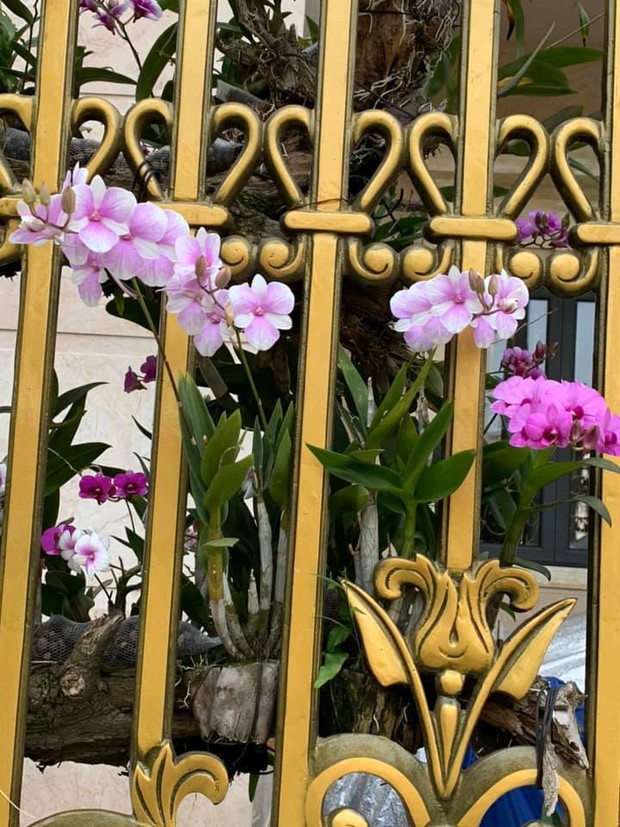 Trầm trồ chiếc hàng rào có hoa lan bung nở rực rỡ, dân mạng mải miết ghen tị vì gia chủ đã giàu lại còn biết cách chơi - Ảnh 6. Trầm trồ chiếc hàng rào có hoa lan bung nở rực rỡ, dân mạng mải miết ghen tị vì gia chủ đã giàu lại còn biết cách chơi - Ảnh 6.