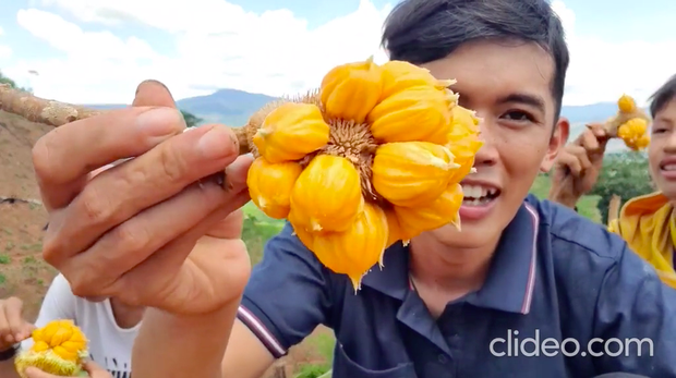 Việt Nam có loại quả mọc dại bán với giá hàng trăm nghìn 1 ký, hương vị cực độc lạ và quá trình hái không dễ tí nào - Ảnh 3. Việt Nam có loại quả mọc dại bán với giá hàng trăm nghìn 1 ký, hương vị cực độc lạ và quá trình hái không dễ tí nào - Ảnh 3.