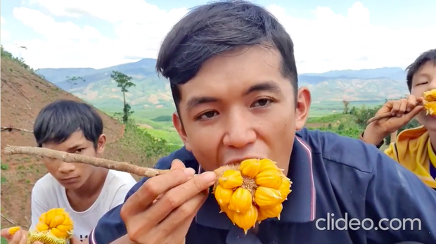 Việt Nam có loại quả mọc dại bán với giá hàng trăm nghìn 1 ký, hương vị cực độc lạ và quá trình hái không dễ tí nào - Ảnh 4. Việt Nam có loại quả mọc dại bán với giá hàng trăm nghìn 1 ký, hương vị cực độc lạ và quá trình hái không dễ tí nào - Ảnh 4.