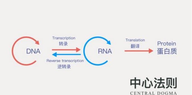 Vì sao bạch tuộc bị nghi ngờ là sinh vật ngoài hành tinh? - Ảnh 6. Vì sao bạch tuộc bị nghi ngờ là sinh vật ngoài hành tinh? - Ảnh 6.