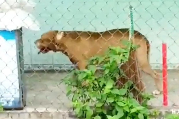 Người dân bàng hoàng kể lại khoảnh khắc chó Pitbull vây cắn: Một trong hai người bị vây cắn hét lớ bull ơi, thả ra nhưng chúng vẫn không dừng lại - Ảnh 2.