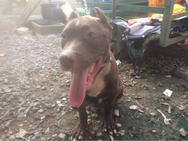 Vụ chó Pitbull nặng gần 60kg cắn chết người: Chủ nuôi từng đi cai nghiện hơn 10 lần, vẫn chưa xác định được danh tính nạn nhân - Ảnh 1.