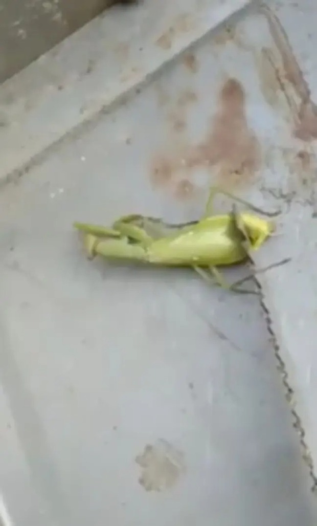 Clip: Ký sinh trùng với xúc tu uốn éo như quái vật ngoài hành tinh chui ra từ xác bọ ngựa - Ảnh 2. Clip: Ký sinh trùng với xúc tu uốn éo như quái vật ngoài hành tinh chui ra từ xác bọ ngựa - Ảnh 2.
