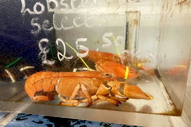 Người đàn ông quyết cứu 2 con tôm hùm sau khi chứng kiến điều hiếm thấy, cả triệu con mới có 1 - Ảnh 2.