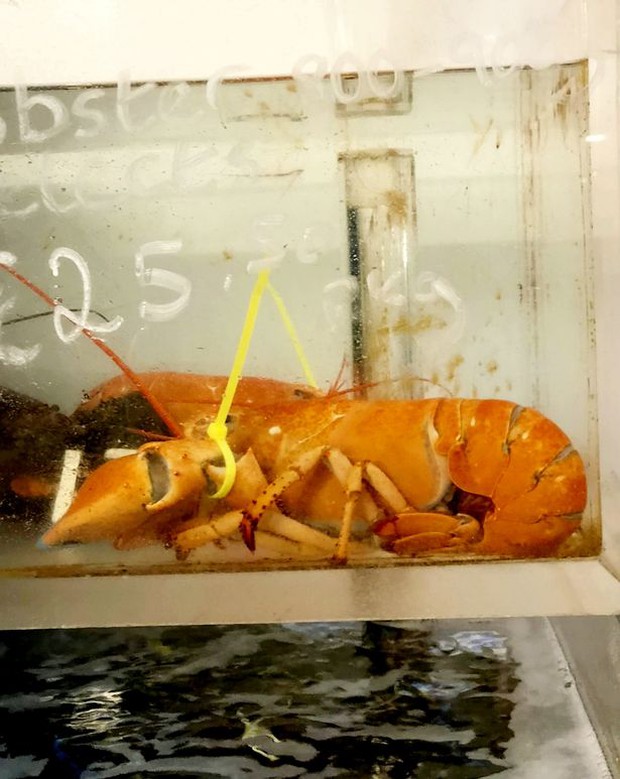 Người đàn ông quyết cứu 2 con tôm hùm sau khi chứng kiến điều hiếm thấy, cả triệu con mới có 1 - Ảnh 4.