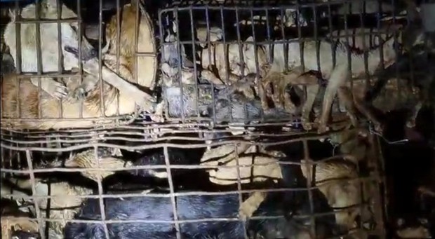 Vụ tài xế nhốt cảnh sát trên xe, tông vào chốt kiểm dịch Covid-19: Xe chở lậu 156 con chó mèo, hơn một nửa đã bị chết ngạt - Ảnh 2.