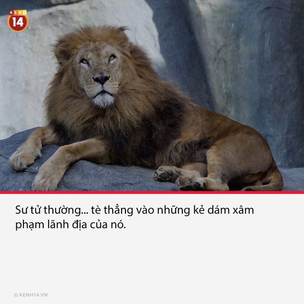 18 sự thật hắc ám đằng sau cánh cửa sở thú sẽ gột sạch sự hồn nhiên trong bạn - Ảnh 11. 18 sự thật hắc ám đằng sau cánh cửa sở thú sẽ gột sạch sự hồn nhiên trong bạn - Ảnh 11.