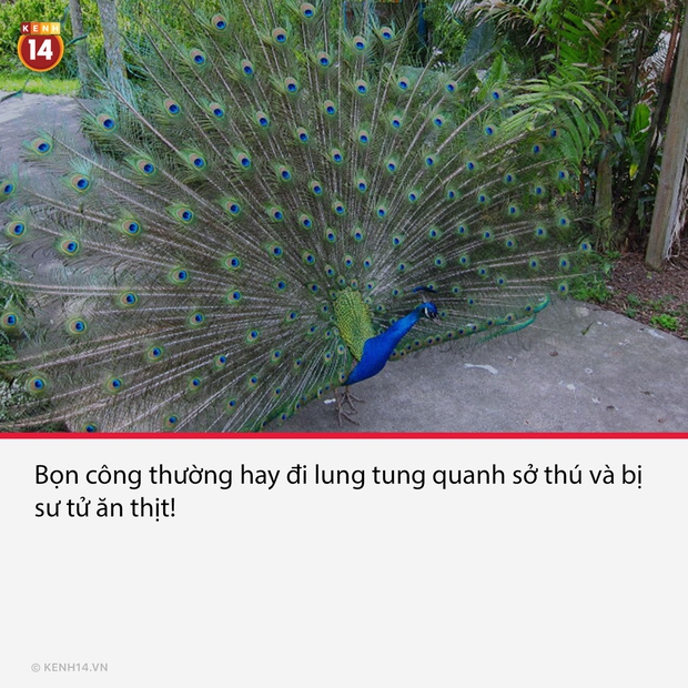 18 sự thật hắc ám đằng sau cánh cửa sở thú sẽ gột sạch sự hồn nhiên trong bạn - Ảnh 12. 18 sự thật hắc ám đằng sau cánh cửa sở thú sẽ gột sạch sự hồn nhiên trong bạn - Ảnh 12.