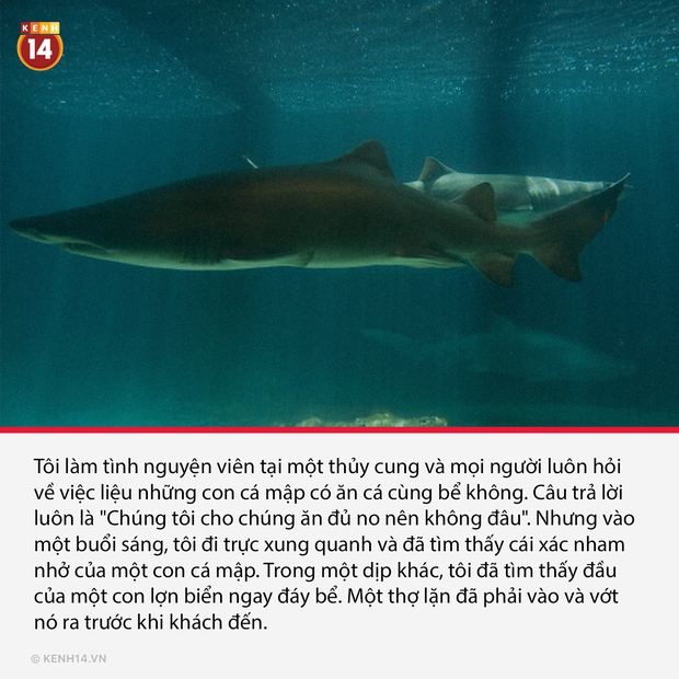 18 sự thật hắc ám đằng sau cánh cửa sở thú sẽ gột sạch sự hồn nhiên trong bạn - Ảnh 17. 18 sự thật hắc ám đằng sau cánh cửa sở thú sẽ gột sạch sự hồn nhiên trong bạn - Ảnh 17.