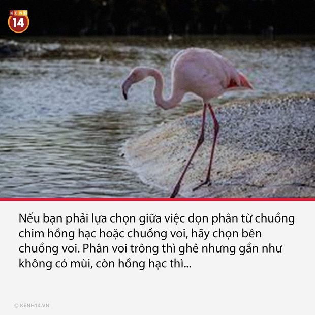 18 sự thật hắc ám đằng sau cánh cửa sở thú sẽ gột sạch sự hồn nhiên trong bạn - Ảnh 18. 18 sự thật hắc ám đằng sau cánh cửa sở thú sẽ gột sạch sự hồn nhiên trong bạn - Ảnh 18.