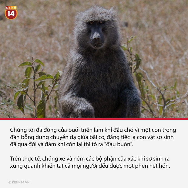 18 sự thật hắc ám đằng sau cánh cửa sở thú sẽ gột sạch sự hồn nhiên trong bạn - Ảnh 2. 18 sự thật hắc ám đằng sau cánh cửa sở thú sẽ gột sạch sự hồn nhiên trong bạn - Ảnh 2.