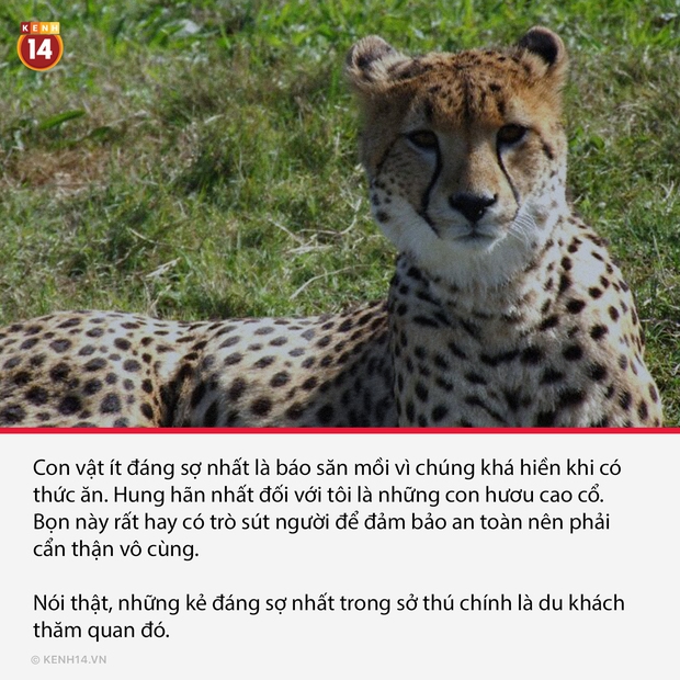 18 sự thật hắc ám đằng sau cánh cửa sở thú sẽ gột sạch sự hồn nhiên trong bạn - Ảnh 7. 18 sự thật hắc ám đằng sau cánh cửa sở thú sẽ gột sạch sự hồn nhiên trong bạn - Ảnh 7.