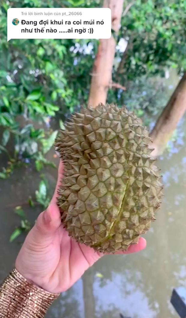 Nhặt được trái sầu riêng bé bằng nắm tay rụng ngoài vườn, cô nàng bổ ra thì ai cũng bất ngờ với thứ bên trong - Ảnh 2. Nhặt được trái sầu riêng bé bằng nắm tay rụng ngoài vườn, cô nàng bổ ra thì ai cũng bất ngờ với thứ bên trong - Ảnh 2.