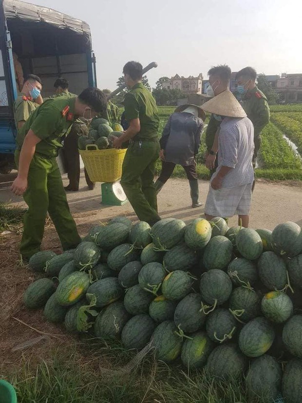 Nắng cháy da cháy thịt, công an Bắc Giang phơi mình giúp người dân thu hoạch dưa hấu - Ảnh 3.