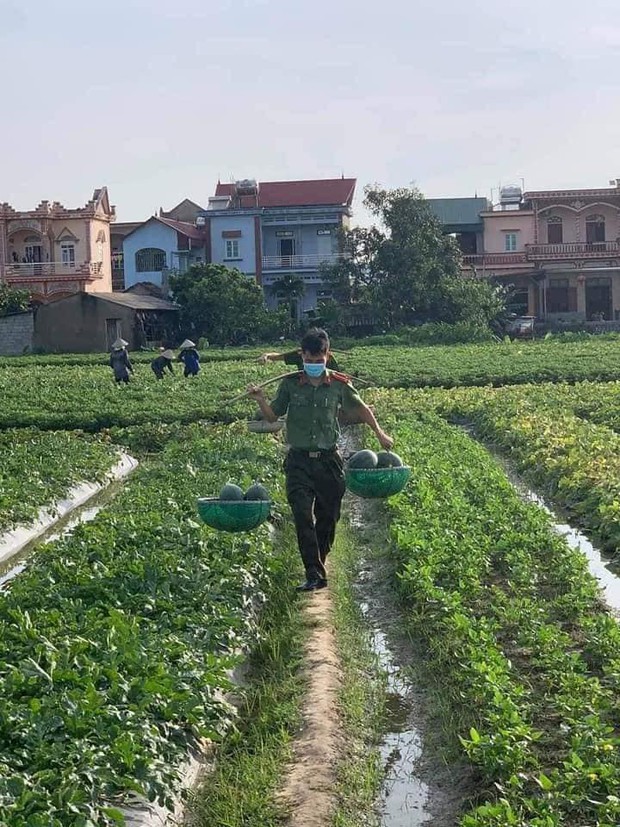 Nắng cháy da cháy thịt, công an Bắc Giang phơi mình giúp người dân thu hoạch dưa hấu - Ảnh 2.