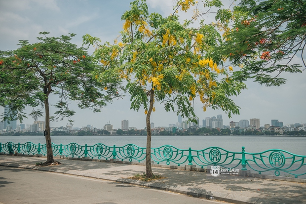 Hà Nội tháng 6 chói chang: Dù đang giữa mùa dịch vẫn đẹp nên thơ với những sắc hoa - Ảnh 8.