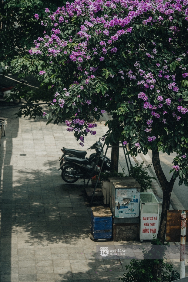 Hà Nội tháng 6 chói chang: Dù đang giữa mùa dịch vẫn đẹp nên thơ với những sắc hoa - Ảnh 10.