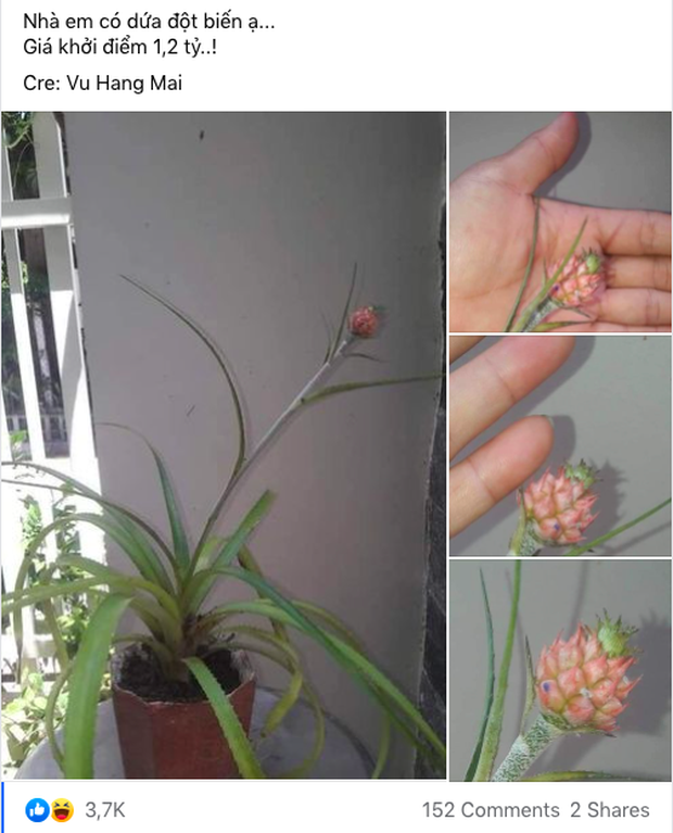 Cô nàng khoe dứa nhà đột biến đấu giá 1,2 tỷ đồng, dân mạng nhìn vào mới phát hiện ra sự thật bất ngờ - Ảnh 1. Cô nàng khoe dứa nhà đột biến đấu giá 1,2 tỷ đồng, dân mạng nhìn vào mới phát hiện ra sự thật bất ngờ - Ảnh 1.
