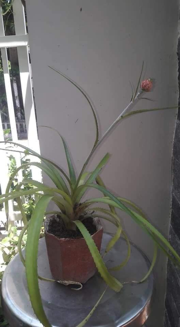 Cô nàng khoe dứa nhà đột biến đấu giá 1,2 tỷ đồng, dân mạng nhìn vào mới phát hiện ra sự thật bất ngờ - Ảnh 2. Cô nàng khoe dứa nhà đột biến đấu giá 1,2 tỷ đồng, dân mạng nhìn vào mới phát hiện ra sự thật bất ngờ - Ảnh 2.