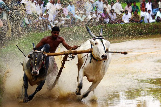16 thứ độc nhất vô nhị bạn chỉ có thể bắt gặp tại đất nước tỷ dân Ấn Độ: Từ bức tượng cao nhất thế giới đến Đồi Nam châm hút xe lên dốc - Ảnh 4. 16 thứ độc nhất vô nhị bạn chỉ có thể bắt gặp tại đất nước tỷ dân Ấn Độ: Từ bức tượng cao nhất thế giới đến Đồi Nam châm hút xe lên dốc - Ảnh 4.