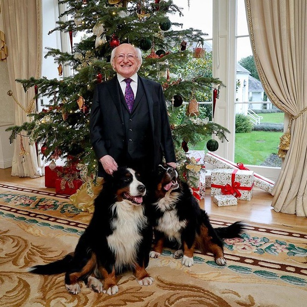 Chó cưng của Tổng thống Ireland càn quét MXH vì màn phá rối chủ nhân đáng yêu chịu không nổi ngay trên sóng trực tiếp quan trọng - Ảnh 4. Chó cưng của Tổng thống Ireland càn quét MXH vì màn phá rối chủ nhân đáng yêu chịu không nổi ngay trên sóng trực tiếp quan trọng - Ảnh 4.