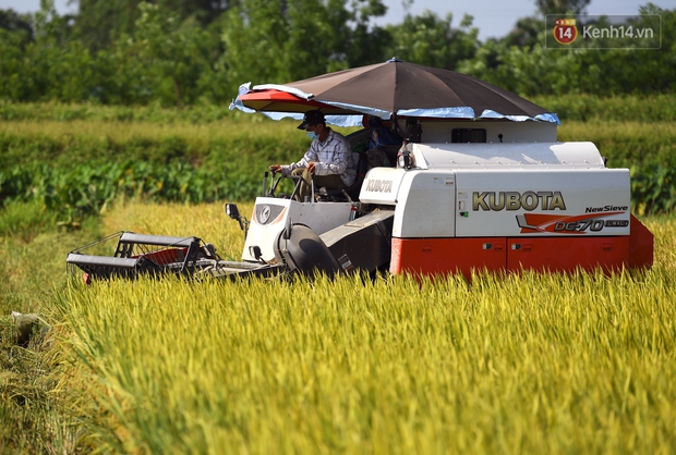 Ảnh: Tình nguyện viên đội nắng nóng thu hoạch lúa cho người dân nơi tâm dịch Thuận Thành, Bắc Ninh - Ảnh 1. Ảnh: Tình nguyện viên đội nắng nóng thu hoạch lúa cho người dân nơi tâm dịch Thuận Thành, Bắc Ninh - Ảnh 1.