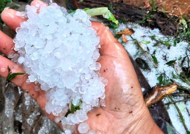 Mưa đá lớn giữa mùa hạ, tàn phá sâm Ngọc Linh ở Quảng Nam - Ảnh 4.